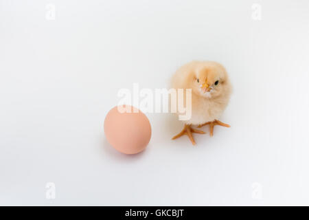 Ein neue flauschige gelbe Buff Orpington Küken steht in der Nähe ein unhatched braune Ei auf weißem Hintergrund Stockfoto