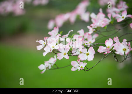 Zweig der östlichen rosa Hartriegel Bäume in voller Blüte im Frühjahr mit grünem Hintergrund Stockfoto