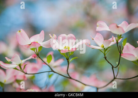 Zweig der östlichen rosa Hartriegel Bäume in voller Blüte im Frühjahr mit blauem Himmelshintergrund Stockfoto