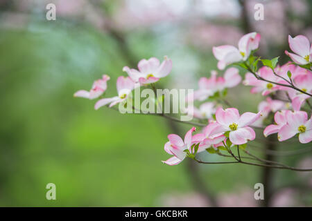 Zweig der östlichen rosa Hartriegel Bäume in voller Blüte im Frühling mit grünen Bäumen und Blumen im Hintergrund Stockfoto