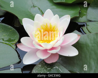 Rosa Seerose - nymphaea Stockfoto