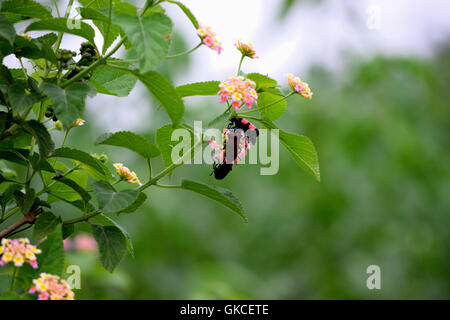 Drei schwarze und rote Fehler erfasst, die auf einer Blume Stockfoto