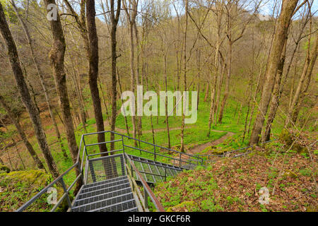 Zeder-Senke-Trail, Zeder sinken, Mammoth Cave National Park, Park City, Kentucky, USA Stockfoto