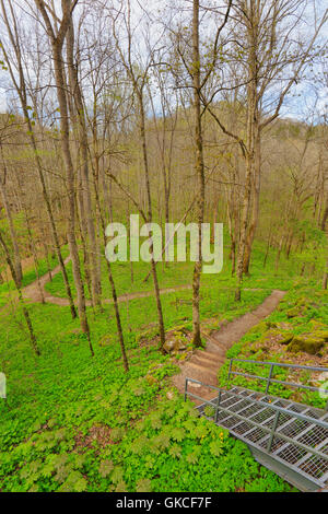 Zeder-Senke-Trail, Zeder sinken, Mammoth Cave National Park, Park City, Kentucky, USA Stockfoto