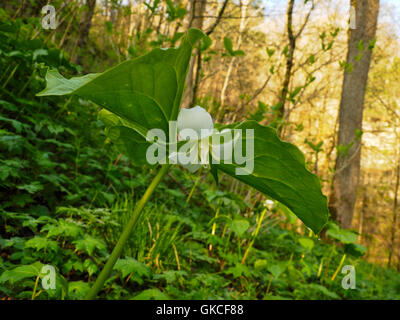 Trillium nicken, Spüle Spüle Cedar Trail, Zeder, Mammoth Cave National Park, Park City, Kentucky, USA Stockfoto