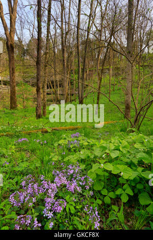 Phlox, nicken Trillium, Cedar Waschbecken Trail, Cedar sinken, Mammoth Cave National Park, Park City, Kentucky, USA Stockfoto