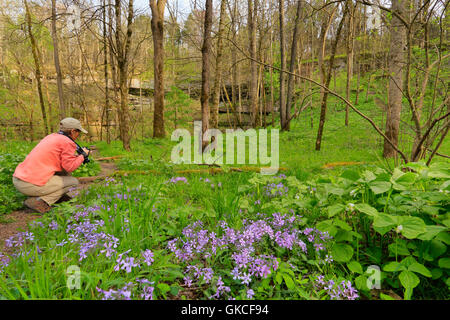 Phlox, nicken Trillium, Cedar Waschbecken Trail, Cedar sinken, Mammoth Cave National Park, Park City, Kentucky, USA Stockfoto