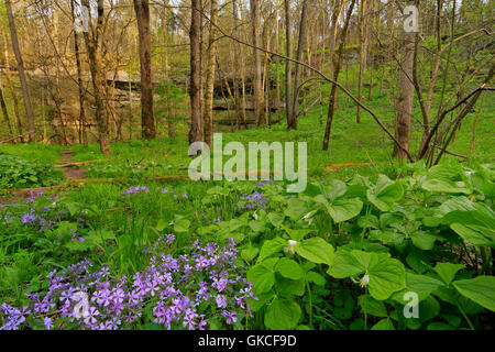 Phlox, nicken Trillium, Cedar Waschbecken Trail, Cedar sinken, Mammoth Cave National Park, Park City, Kentucky, USA Stockfoto