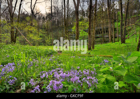 Phlox, nicken Trillium, Cedar Waschbecken Trail, Cedar sinken, Mammoth Cave National Park, Park City, Kentucky, USA Stockfoto