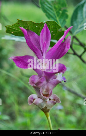 Wilde Siam Tulpe (Curcuma Alismatifolia) Sai Thong National Park, Chaiyaphum, Thailand Stockfoto