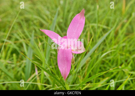 Wilde Siam Tulpe (Curcuma Alismatifolia) Sai Thong National Park, Chaiyaphum, Thailand Stockfoto