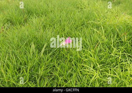 Wilde Siam Tulpe (Curcuma Alismatifolia) Sai Thong National Park, Chaiyaphum, Thailand Stockfoto