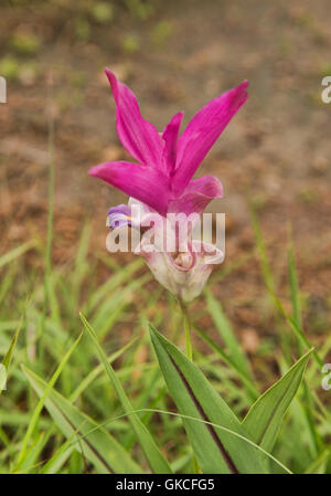 Wilde Siam Tulpe (Curcuma Alismatifolia) Sai Thong National Park, Chaiyaphum, Thailand Stockfoto