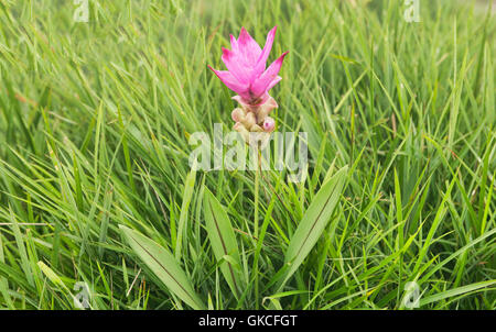 Wilde Siam Tulpe (Curcuma Alismatifolia) Sai Thong National Park, Chaiyaphum, Thailand Stockfoto