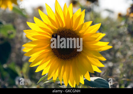 Eine einzelne Sonnenblume am Rande eines Feldes von Sonnenblumen Stockfoto