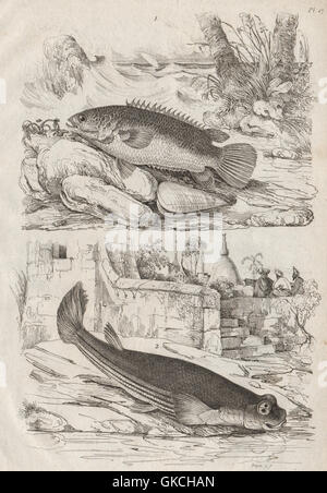 Fisch: Anabas (Climbing Barsch). Anableps (vier – Eyed Fish), antique print 1834 Stockfoto