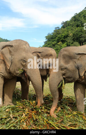 Drei gerettete Elefanten haben einen Snack zusammen im Elephant Nature Park, in der Nähe von Chiang Mai, Thailand. Stockfoto