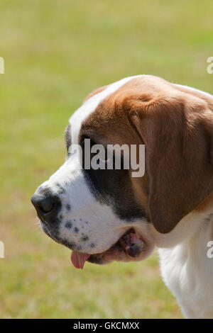 Bernhardiner (Canis Lupus Familiaris). St. Bernard Dog. Ursprünglich als eine Rasse in der Lage zu suchen, verlorene Menschen in den Alpen gezüchtet. Stockfoto