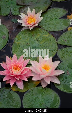 Drei Seerosen hautnah Nymphaeaceae Nymphaea Stockfoto