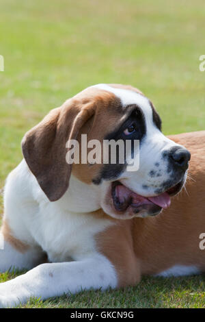 Bernhardiner (Canis Lupus Familiaris). Stockfoto