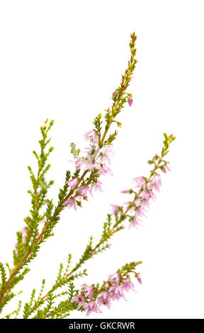 Calluna Vulgaris, gemeinsame Heather isoliert auf weißem Hintergrund Stockfoto