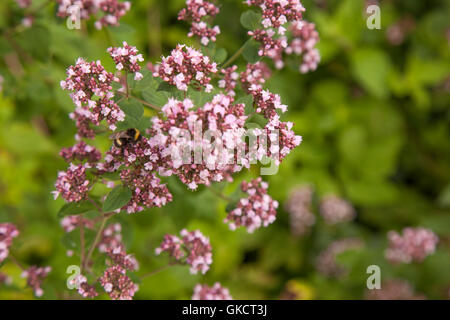 Majoran Blütenpflanzen und Hummel Stockfoto