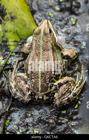 Pool-Frosch (außer Lessonae). Männliche Berufung. Stockfoto