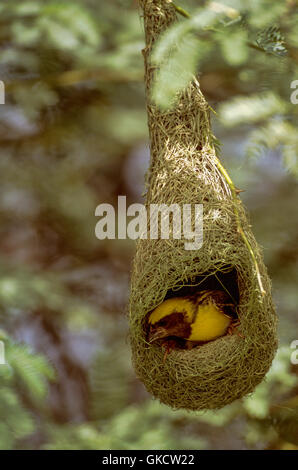 Baya Weaver, (Ploceus Philippinus), Männchen weben Pendel Nest Keoladeo Ghana Nationalpark, Bharatpur, Indien Stockfoto