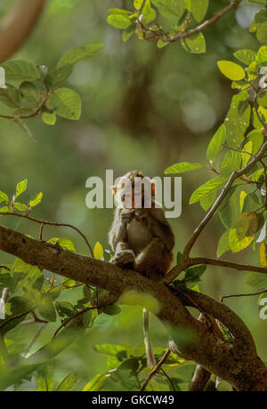 Rhesus-Makaken, Macaca Mulatta, Kleinkind, Verzehr von Obst im Baum, Rajasthan, Indien Stockfoto