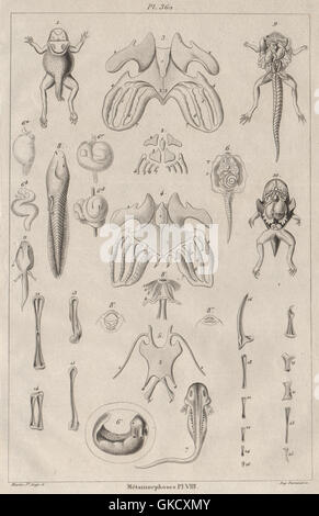 Frösche: Metamorphoses. Metamorphose. Pl. VIII, antique print 1834 Stockfoto