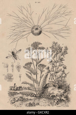 Blume fliegen. Miliolida. Schafgarbe. Hypericum Perforatum (Johanniskraut), 1834 Stockfoto