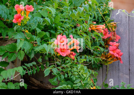 Eine orangefarbene Trompetenrebe, Campsis radidicans, die neben einem Holzzaun in Oklahoma, USA, wächst. Stockfoto