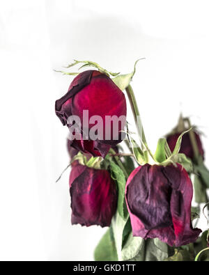 Rote Rosen verblassen und welken, isoliert auf weiss. Konzeptionelle. Stockfoto