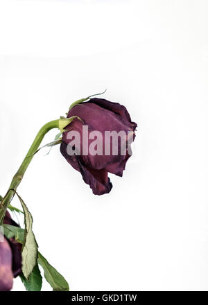 Eine einzige verblasst und welken rote rose, isoliert auf weiss. Konzeptionelle. Stockfoto