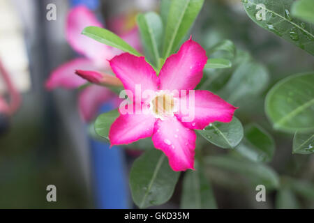 Adenium, Schönheit, Blüte, Botanik, Wüste, Blume, Garten, Natur Stockfoto