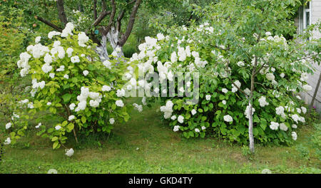 Hecke aus den feinen blühenden Büschen von einer weißen Hortensie an Grenze zwischen zwei Bauer-Standorten. Panorama Collage aus mehreren p Stockfoto