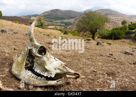 Kuh Schädel mit Hörner in trockenen und wilden korsischen Landschaft, Frankreich Stockfoto