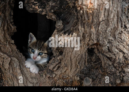 Versteckspiel mit mir selbst in einen leeren Baum versteckt kleine Katze spielen verstecken. Stockfoto