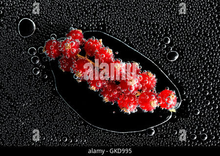 Johannisbeer-Beere in Mineralwasser, eine Reihe von Fotos. Close-up kohlensäurehaltiges Wasser vor schwarzem Hintergrund Stockfoto