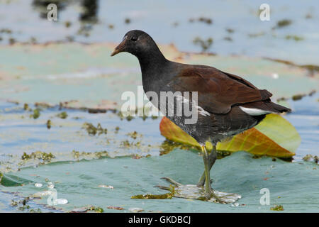 Gemeinsame Gallinule (Gallinula Galeata) stehend auf Seerose Blatt, Brazos Bend State Park, Texas, USA Stockfoto