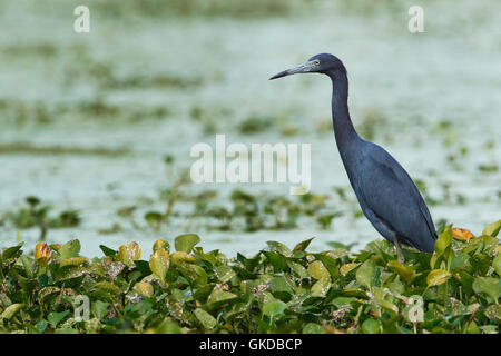 Little Blue Heron (Egretta Caerulea) im Sumpf, Brazos Bend State Park, Texas, USA Stockfoto