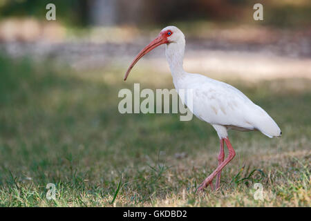 Amerikanische weiße Ibis (Eudocimus Albus) stehen im Rasen, Brazos Bend State Park, Texas, USA Stockfoto