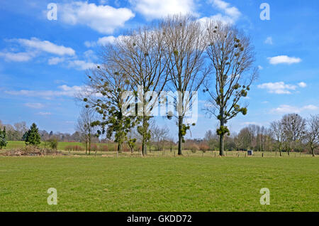 Bäume mit Misteln im Frühjahr Stockfoto