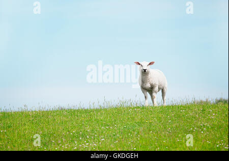 weißes Schaf stehend auf der Ufermauer Suche, weiße Schafe stehen auf dem Deich Stockfoto