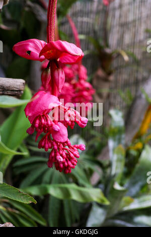 Blüte einer Medinilla Magnifica rot rosa Philippine Orchidee Blume Stockfoto