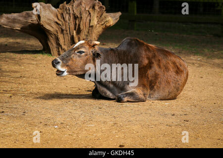 Zwerg Zebu, Bos Taurus Indicus, Haustier im zoo Stockfoto