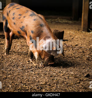 Oxford Sandy und schwarzen Ferkel braun getupft Schwein Stockfoto