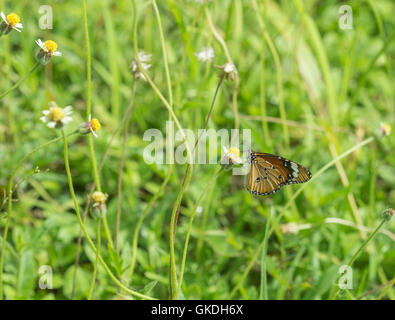 Plain Tiger Schmetterling (Danaus Wachen Schmetterling) auf eine Rasen-Blume Stockfoto