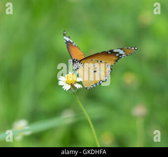 Plain Tiger Schmetterling (Danaus Wachen Schmetterling) auf eine Rasen-Blume Stockfoto