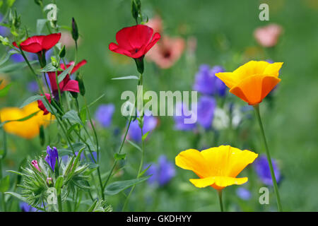 blühende Wiese mit Mohn und roten prachtlein Stockfoto